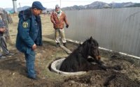 Спасение лошади/фото: @ГУ МЧС по республике Алтай